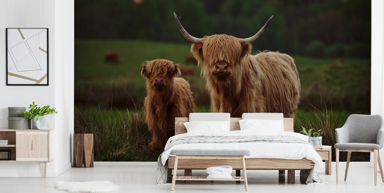 brun anpassad ko tapetväggmålning som heter Highland Cow and Calf 