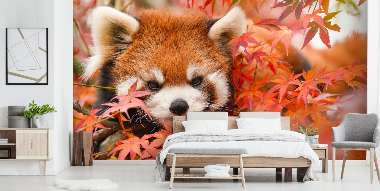 red customisable panda wallpaper mural called Red Panda in Autumn for homes and offices 