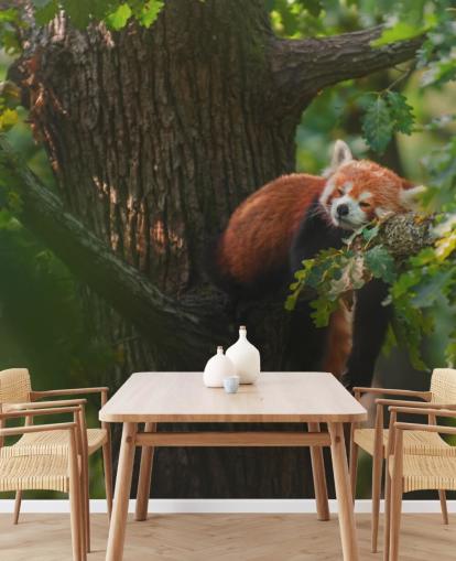 red customisable panda wallpaper mural called Sleeping Red Panda red customisable panda wallpaper mural called Sleeping Red Panda