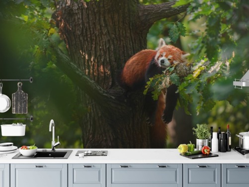 rød tilpassbar panda tapet veggmaleri kalt Sleeping Red Panda