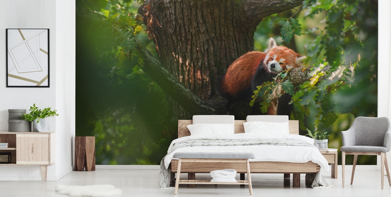 red customisable panda wallpaper mural called Sleeping Red Panda