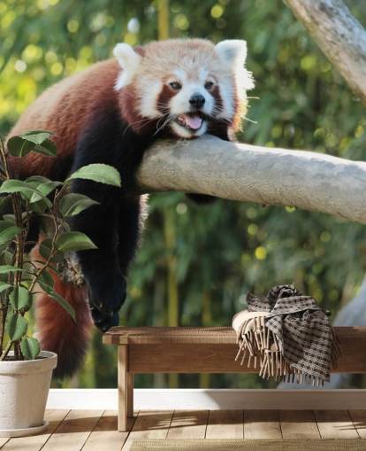 rood pandabehang op maat genaamd Relaxing Red Panda voor thuis en op kantoor rood pandabehang op maat genaamd Relaxing Red Panda voor thuis en op kantoor