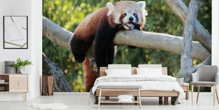 rød tilpasset panda tapet kalt Relaxing Red Panda for hjem og kontorer