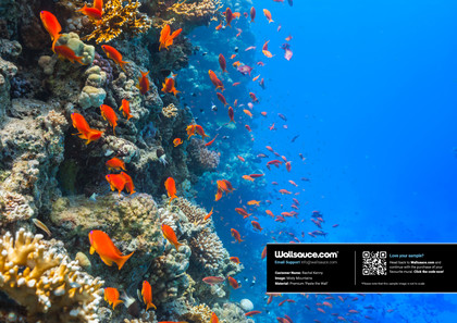 Coral Reef Society Wallpaper | Wallsauce US