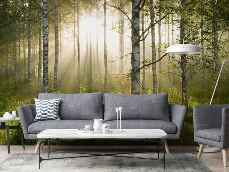 birch forest sunlight wall mural birch forest sunlight wall mural