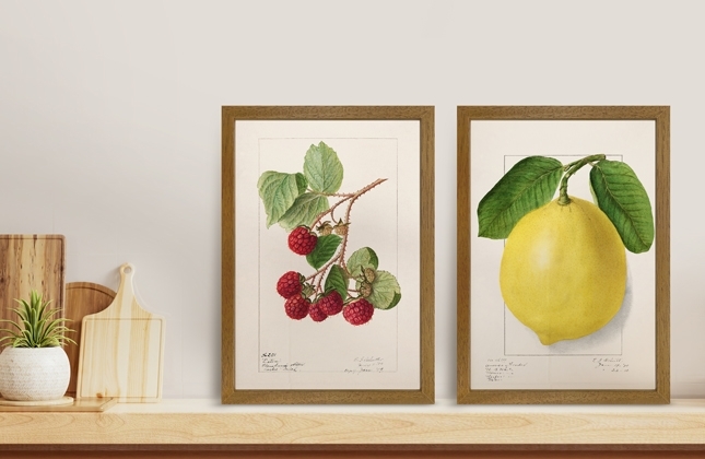 Vintage Fruit Prints