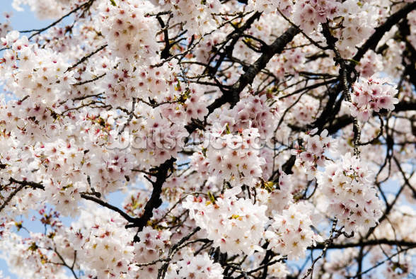 Cherry Blossom, Shinjuku Gyoen Park Wall Mural | Wallsauce UK