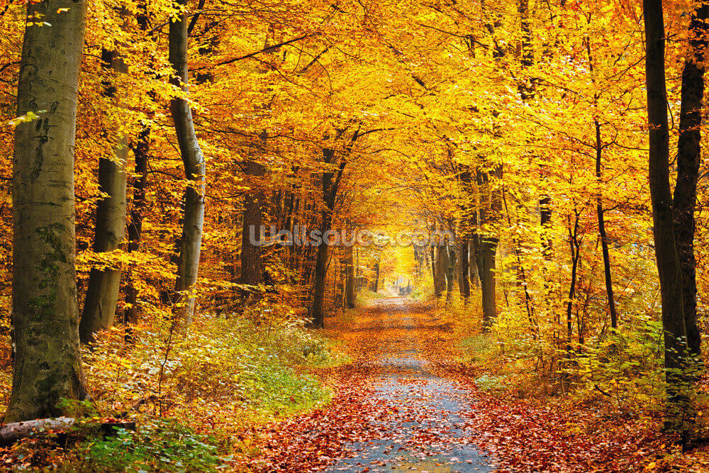 Autumn Forest With Yellow Leaves Wallpaper Wallsauce Us