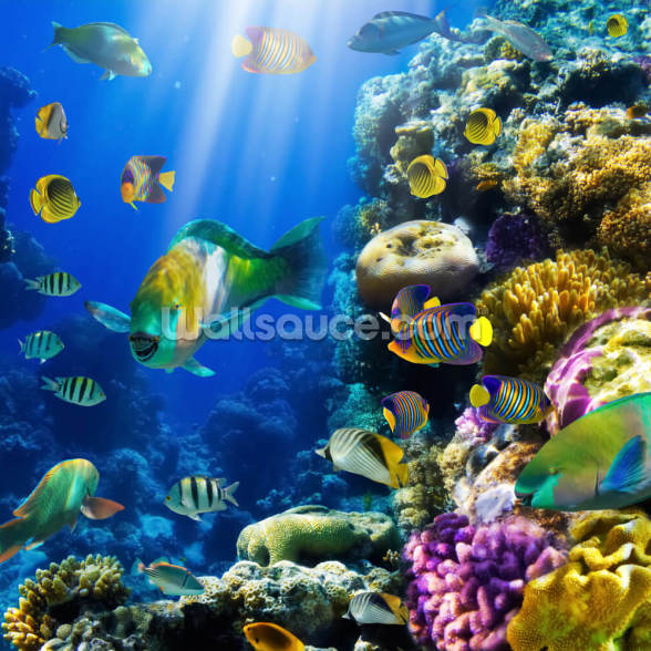 Coral Colony and Coral Fish Wallpaper | Wallsauce US