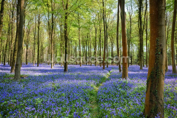 Bluebells In Wepham Woods Wallpaper Murals Wallsauce Us