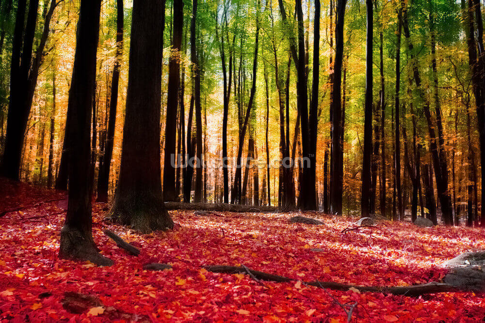 Colourful Autumn Forest Wallpaper Wallsauce Us