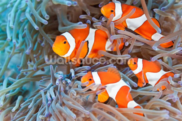 Clownfish Wallpaper | Wallsauce NZ