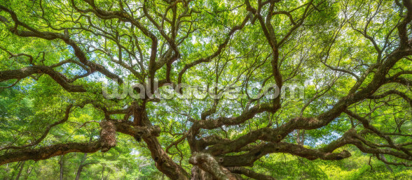 Angel Oak Tree Panoramic Wallpaper Mural | Wallsauce US