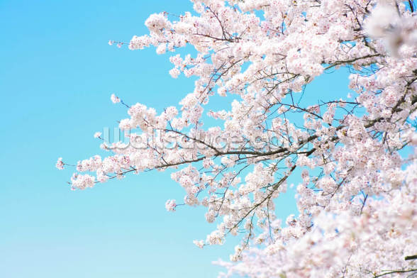 Pink Blossom Wallpaper | Wallsauce EU