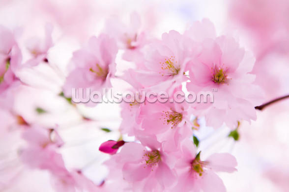 Japanese Cherry Tree in Blossom Wallpaper Mural | Wallsauce AU