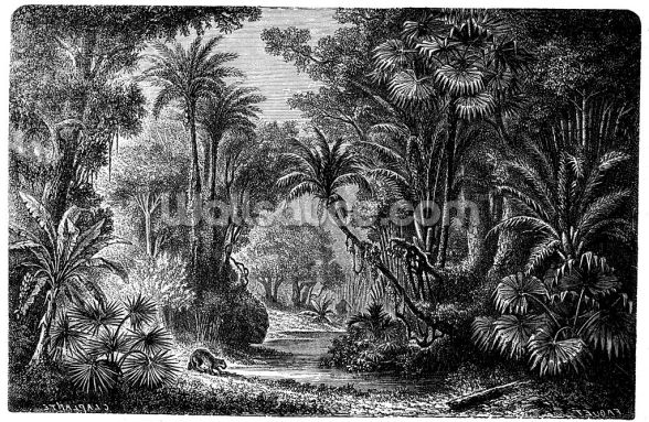 Antique Illustration of Indian Jungle Wallpaper | Wallsauce CA