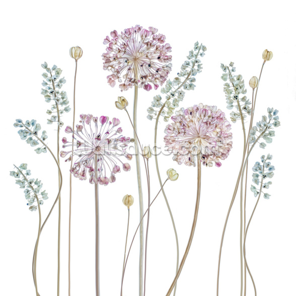 Allium Wallpaper | Wallsauce UK