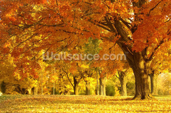 Orange Autumn Scene Wallpaper | Wallsauce UK