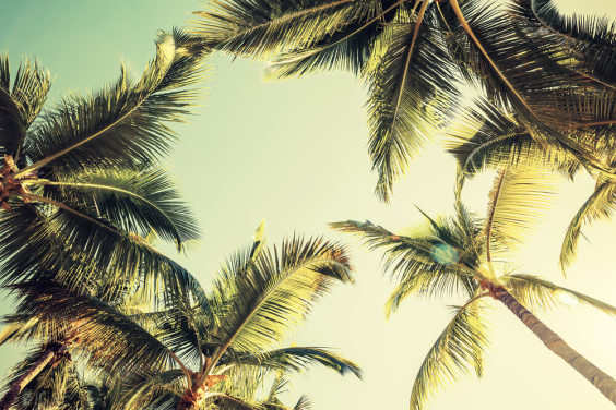 Kijken naar Palm Trees Wallpaper