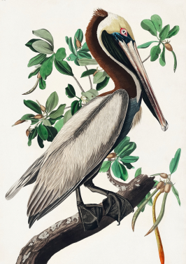 Birds of America Prints by John James Audubon | Wallsauce UK