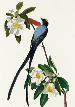Fork Tailed Flycatcher