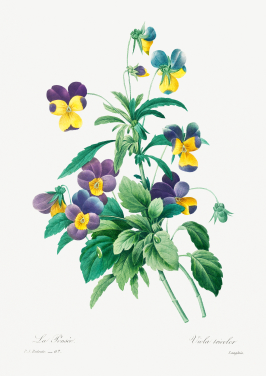 Floral Prints by Pierre-Joseph Redouté | Wallsauce UK
