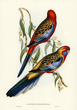 Adelaide Parakeet