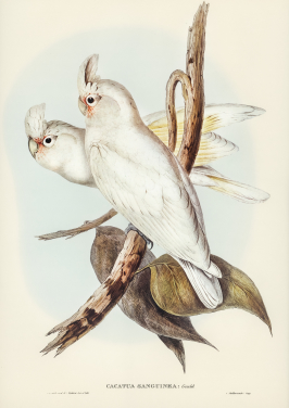 Blood Stained Cockatoo