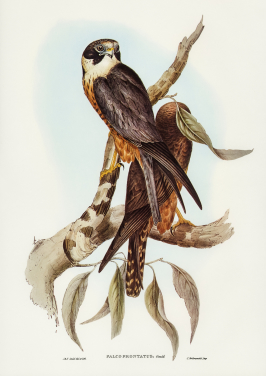 Eastern Shriketit