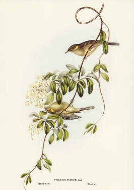 Fuscous Honey Eater