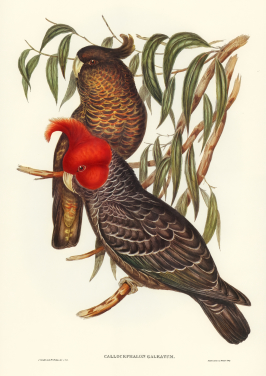 Gang Gang Cockatoo