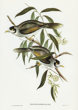Garrulous Honey Eater
