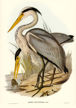 Great Grey Heron