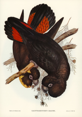 Leachs Cockatoo