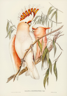 Leadbeaters Cockatoo