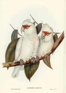 Long Billed Cockatoo