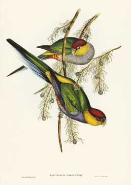 Red Capped Parakeet