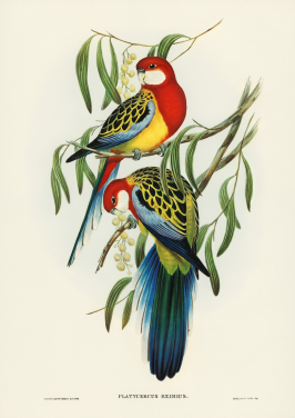 Rose Hill Parakeet
