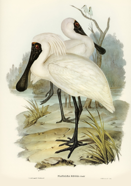 Royal Spoonbill