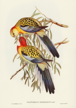 Splendid Parakeet