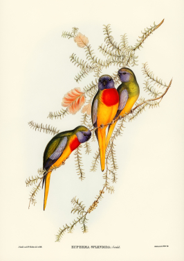 Splendid Grass Parakeet