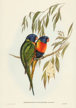 Swainsons Lorikeet