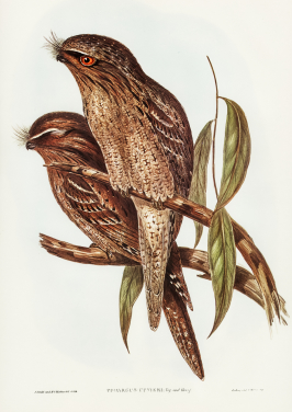 Tawny Frogmouth