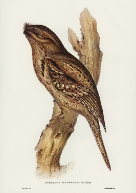 Tawny Shouldered Frogmouth