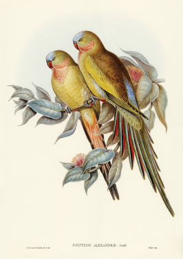 The Princess Of Wales Parakeet