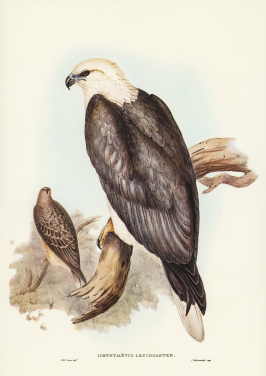 White Bellied Sea Eagle