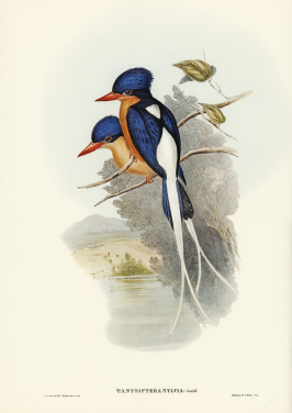 White Tailed Tanysiptera