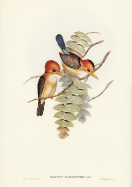 Yellow Billed Kingfisher
