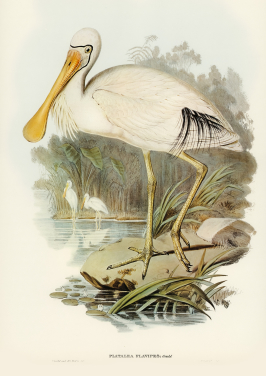 Yellow Legged Spoonbill