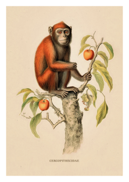 Vintage Lone Monkey Print